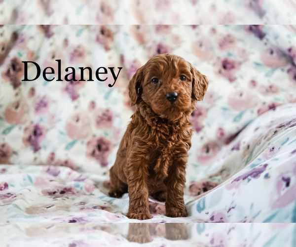 Medium Photo #2 Poodle (Miniature) Puppy For Sale in FREDERICKSBURG, OH, USA