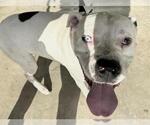 Small #1 American Pit Bull Terrier