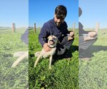 Small Photo #3 Labrador Retriever-Unknown Mix Puppy For Sale in Chico, CA, USA