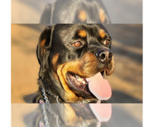 Rottweiler Dogs for adoption in Gilbert, AZ, USA