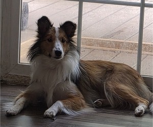 Mother of the Shetland Sheepdog puppies born on 05/19/2026