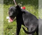 Small #1 Labrador Retriever Mix