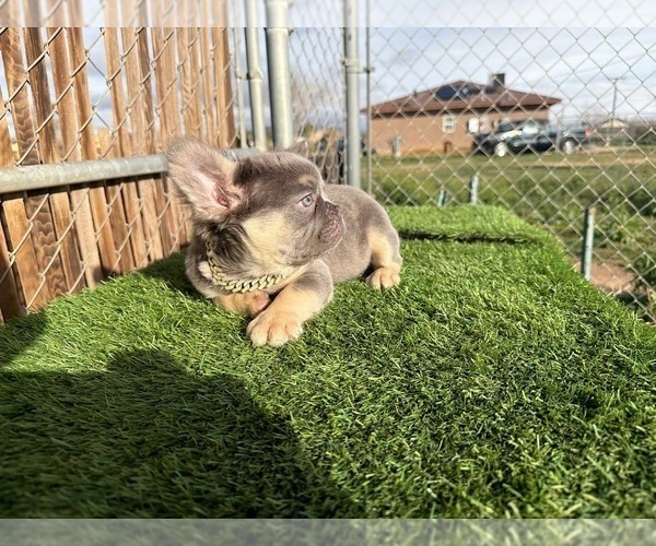Medium Photo #21 French Bulldog Puppy For Sale in CHARLOTTE, NC, USA
