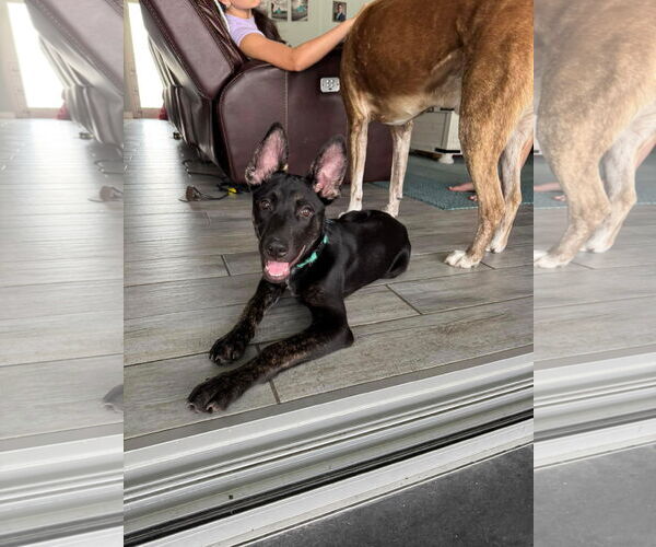 Medium Photo #4 Mutt Puppy For Sale in Naples, FL, USA