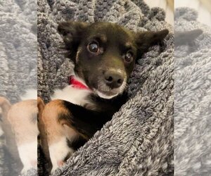 Chiweenie Dogs for adoption in Spring Lake, NC, USA