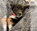 Small Photo #1 Chiweenie Puppy For Sale in Spring Lake, NC, USA
