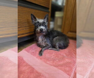 Lil Duke - Male Mutt Dog for Adoption - Photo #5