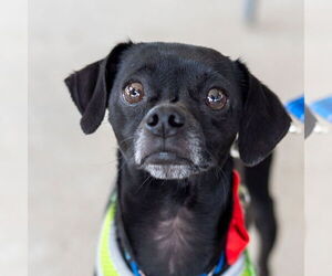 Italian Greyhuahua Dogs for adoption in Mundelein, IL, USA