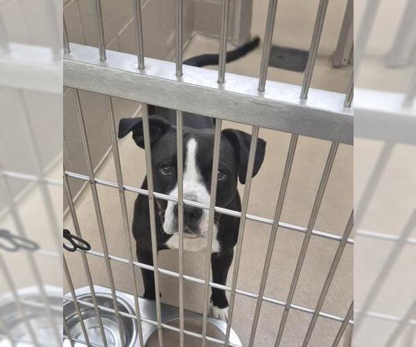 Medium Photo #1 Mutt Puppy For Sale in Decatur, IL, USA