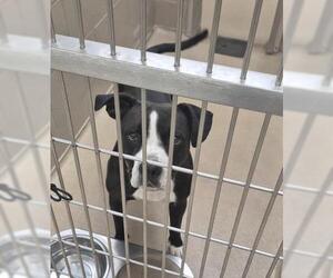 Mutt Dogs for adoption in Decatur, IL, USA