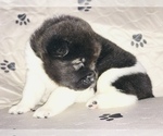 Small Photo #5 Akita Puppy For Sale in INGLIS, FL, USA