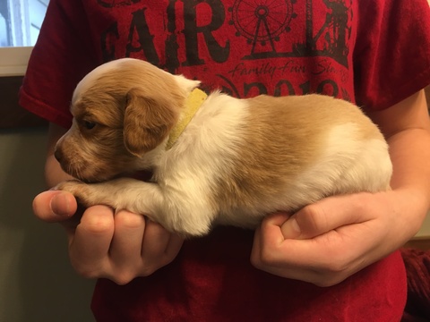 Medium Photo #9 Brittany Puppy For Sale in MAYVILLE, MI, USA