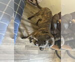 Small #3 Mastiff