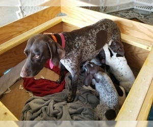 Mother of the German Shorthaired Pointer puppies born on 08/12/2019
