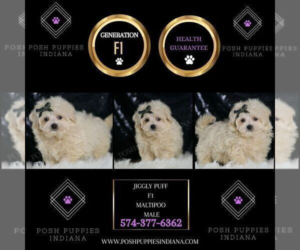 Medium Photo #2 Maltipoo (Toy) Puppy For Sale in WARSAW, IN, USA