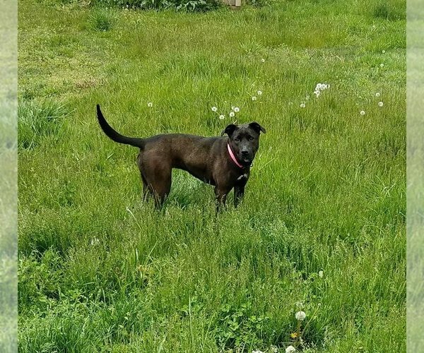 Medium Photo #2 Labrador Retriever-Unknown Mix Puppy For Sale in Bardstown, KY, USA