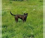 Small #1 Labrador Retriever Mix