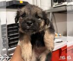 Small #1 Spaniel Mix