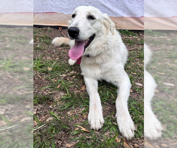 Medium Photo #8 Great Pyrenees Puppy For Sale in Spring, TX, USA