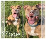 Small #7 American Staffordshire Terrier