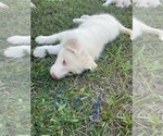 Small Photo #5 Siberian Husky Puppy For Sale in HILLISTER, TX, USA
