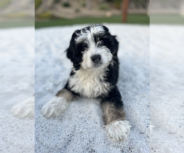 Medium Photo #1 Bernedoodle (Miniature) Puppy For Sale in MENIFEE, CA, USA