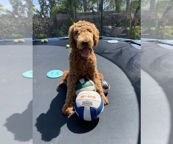 Medium Photo #25 Goldendoodle Puppy For Sale in HUNTINGTON BEACH, CA, USA