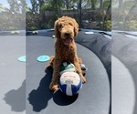 Small #24 Goldendoodle