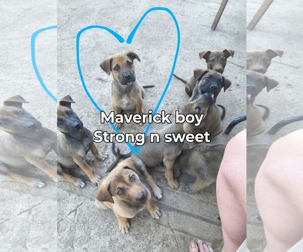 Medium Photo #5 Mutt Puppy For Sale in Fallbrook, CA, USA