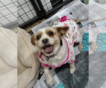 Small #1 Cavapoo (Miniature)