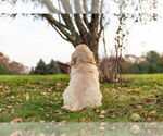 Small #7 Golden Retriever