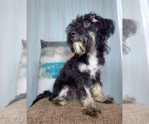 Miniature Bernedoodle Puppy for sale in ELKHART, IN, USA