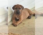 Small #16 Rhodesian Ridgeback