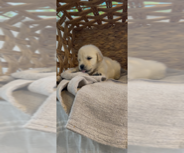 Medium Photo #6 Golden Retriever Puppy For Sale in MERCED, CA, USA