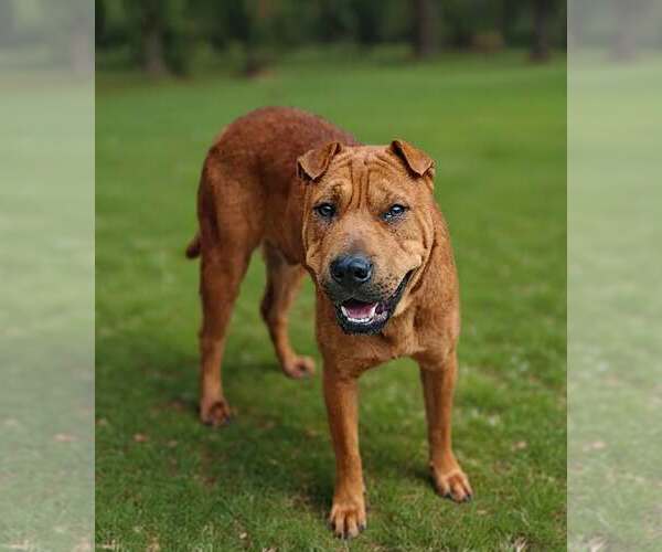 Medium Photo #2 Mutt Puppy For Sale in Talladega, AL, USA