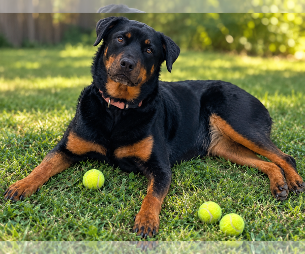 Medium Photo #1 Rottweiler Puppy For Sale in York, SC, USA