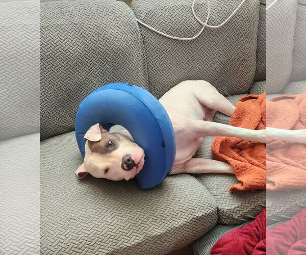 Medium Photo #42 Mutt Puppy For Sale in Philadelphia, PA, USA