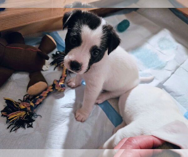 Medium Photo #1 Labrador Retriever-Unknown Mix Puppy For Sale in Rockaway, NJ, USA