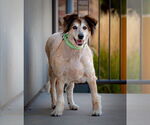 Small #9 Collie Mix
