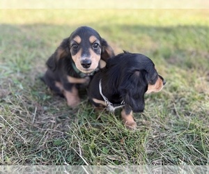 Dachshund Puppy for Sale in ASHLAND, Nebraska USA