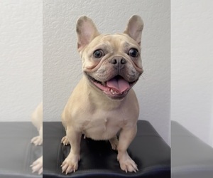 French Bulldog Puppy for sale in STOCKTON, CA, USA