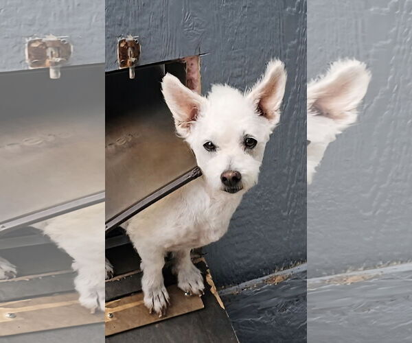 Medium Photo #2 Maltipoo Puppy For Sale in Santa Rosa, CA, USA