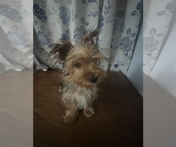 Medium Photo #21 Yorkshire Terrier Puppy For Sale in DURHAM, CT, USA