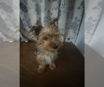 Small #20 Yorkshire Terrier