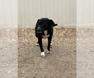 Boots - Male Border Collie-Unknown Mix Dog for Adoption - Photo #6