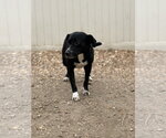 Small #5 Border Collie Mix