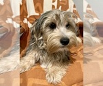 Small Photo #1 Yorkshire Terrier Puppy For Sale in GEORGETOWN, TX, USA