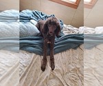 Small Photo #1 Poodle (Standard) Puppy For Sale in KOKOMO, IN, USA