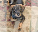 Small #5 Mutt