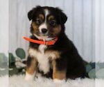 Small Miniature Australian Shepherd